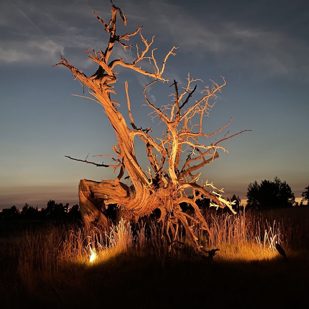Juniper Preserve - Interesting trees lit up at night. - Hotels Near Me - Bend, Oregon Juniper Preserve - Interesting trees lit up at night. - Hotels Near Me - Bend, Oregon