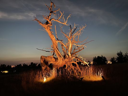 Juniper Preserve by null