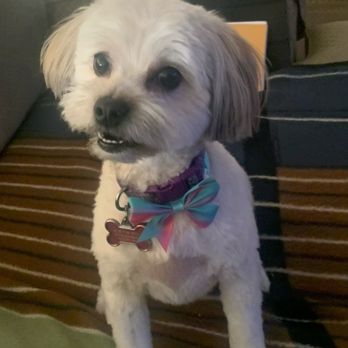 Swaggs - Gracie after grooming - Pet Groomers Near Me - Agoura Hills, California Swaggs - Gracie after grooming - Pet Groomers Near Me - Agoura Hills, California