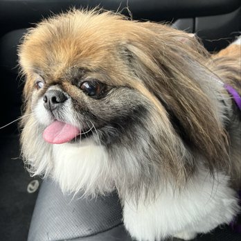 Seattle Canine Club - Freshly groomed dog, wearing a vest harness. - Pet Groomers Near Me - Seattle, Washington