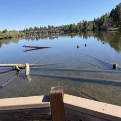 Logs in the river