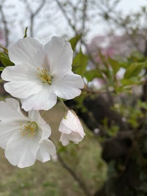 Shinjuku Gyoen National Garden by null