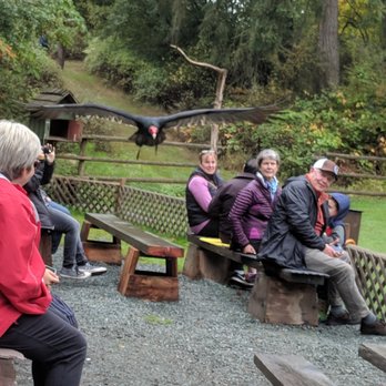 Pacific Northwest Raptors - A turkey vulture checks to see who isn't moving. - Active Life Near Me - Duncan, British Columbia