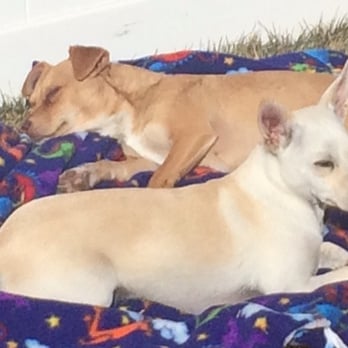 Fur Ever Homes Rescue - Animal Shelters Near Me Fur Ever Homes Rescue - Animal Shelters Near Me