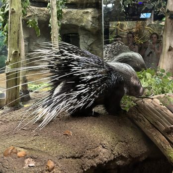 Memphis Zoo - Porcupine - Zoos Near Me - Memphis, Tennessee
