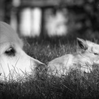 Peaceful Pet Passage - Pet Cremation Services Near Me - York, Pennsylvania Peaceful Pet Passage - Pet Cremation Services Near Me - York, Pennsylvania