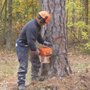 Photo of LawnMark Tree Service