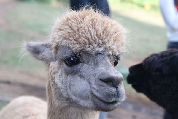 Canzelle Alpacas by null