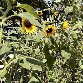 Garden Cafe - Breakfast & Brunch Near Me - Dallas, Texas