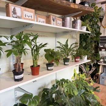 Craftmossphere - Nurseries & Gardening Near Me - San Diego, California