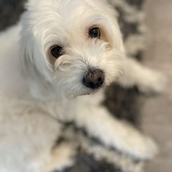 Super iDog Grooming - Pet Groomers Near Me - Ontario, California