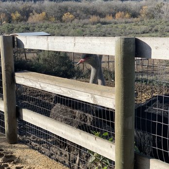 Ostrichland USA - Attraction Farms Near Me - Solvang, California Ostrichland USA - Attraction Farms Near Me - Solvang, California