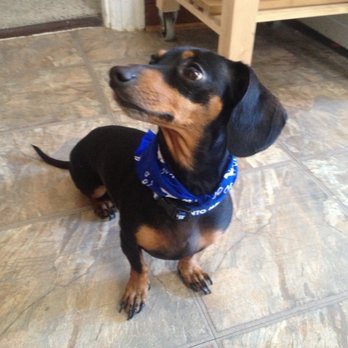 BluePearl Pet Hospital - Can't write a review for a pet hospital without a pet photo. - Veterinarians Near Me - Boston, Massachusetts