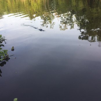 Ultimate Swamp Adventures - Juvenile gator coming in for a marshmallow. - Tours Near Me - Westwego, Louisiana