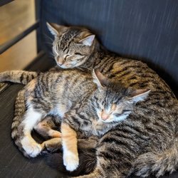 The Catcade - Cat puddle