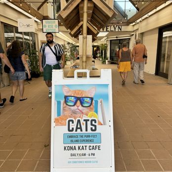 Kona Kat Cafe - Pet Adoption Near Me - Kailua-Kona, Hawaii