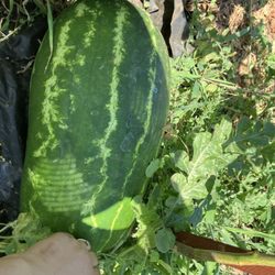 Chen Joy Creek Farm - Watermelon