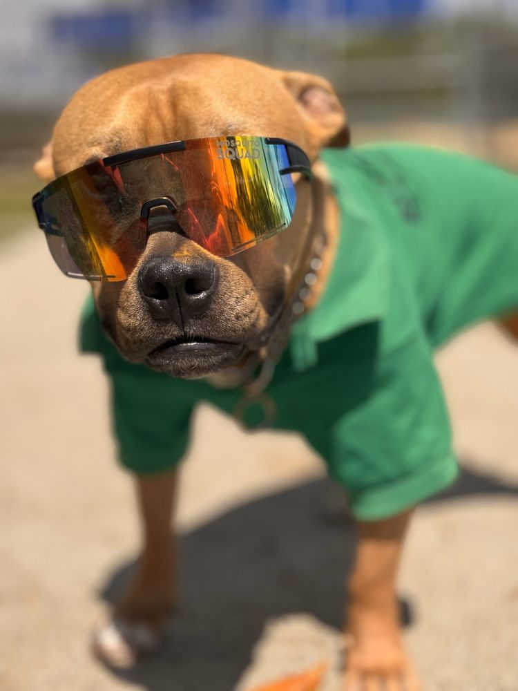 Mosquito Squad of Pasadena - veterans service organization in Los Angeles, CA