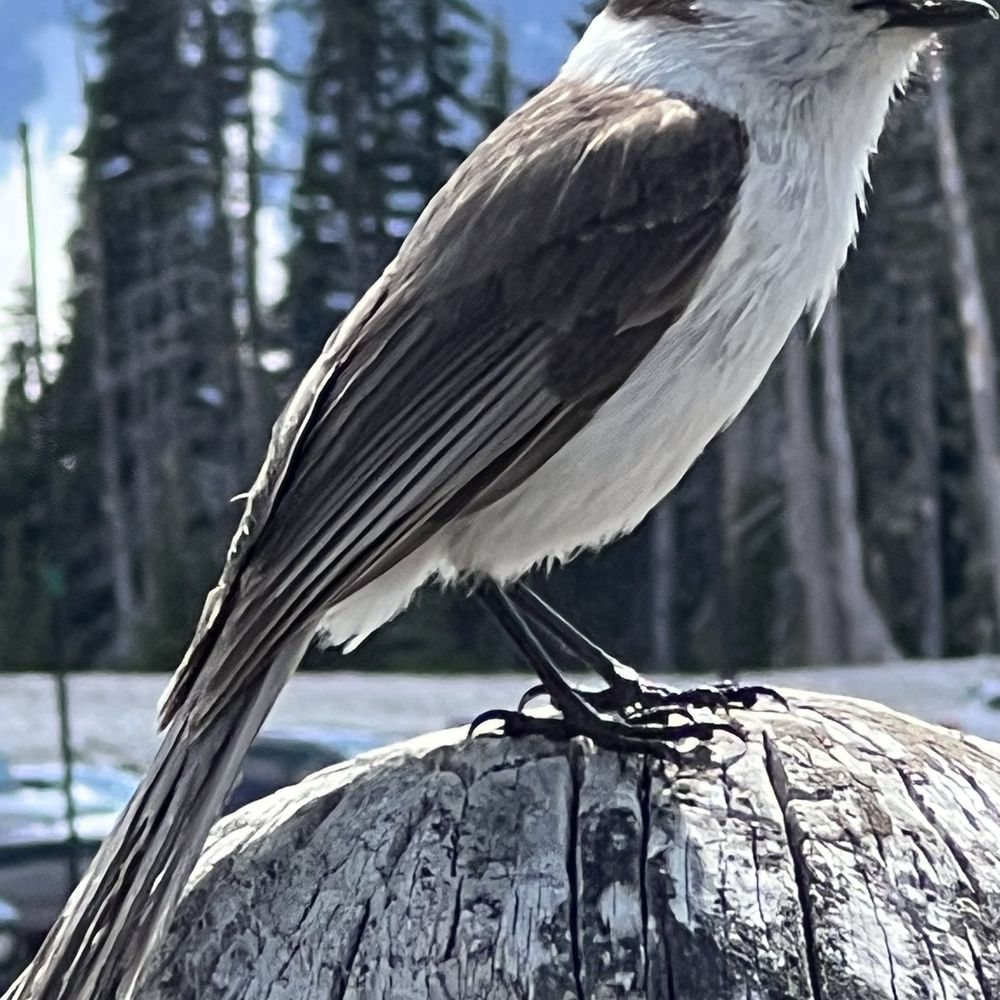 Customized Tours - Cause birds are cool. Sitting outside the Visitor Center near Mt Rainer having lunch - Tours Near Me - Des Moines, Washington