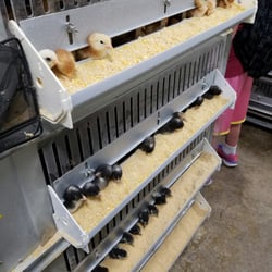 IFA Country Store - Salt Lake City - Chickens