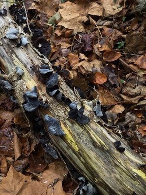 WISSAHICKON VALLEY TRAIL - 234 Photos & 135 Reviews - Parks - Valley