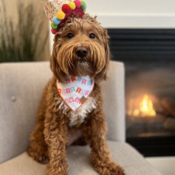sunkissed doodles - Pet Breeders Near Me sunkissed doodles - Pet Breeders Near Me