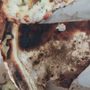 Photo of Pizza Schmizza