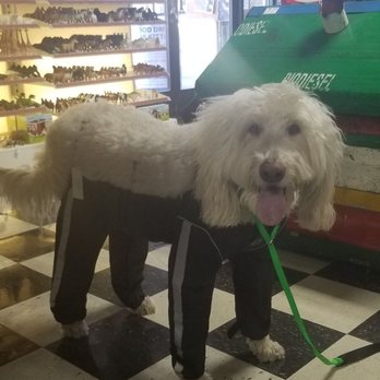 Douglas Feed & Pet Supply - Snoopy enjoys hiking, and needed brush guards to avoid all the burrs.. they special ordered these pants for us, thank you Shawna - Too cool! - Pet Stores Near Me - Granite Bay, California Douglas Feed & Pet Supply - Snoopy enjoys hiking, and needed brush guards to avoid all the burrs.. they special ordered these pants for us, thank you Shawna - Too cool! - Pet Stores Near Me - Granite Bay, California