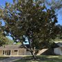 Photo of Orta Tree Services