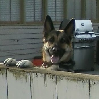 It's Paw Time! - Dog Walkers Near Me