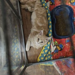 swaffords ragdoll cafe - Some of our other kittens his kitten got sick