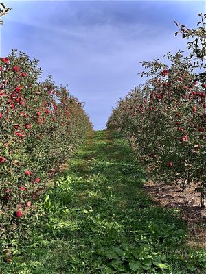 Clarke's Family Farm by null