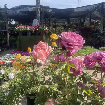 Monarcas Nursery - Roses and plant selection - Nurseries & Gardening Near Me - Los Angeles, California Monarcas Nursery - Roses and plant selection - Nurseries & Gardening Near Me - Los Angeles, California