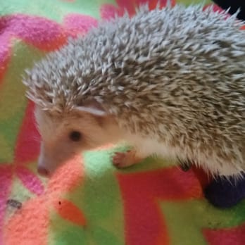 midwest bird & exotic animal hospital