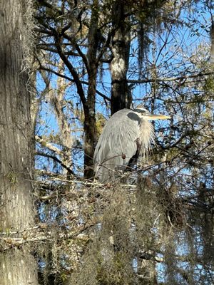 Honey Island Swamp Tours by null