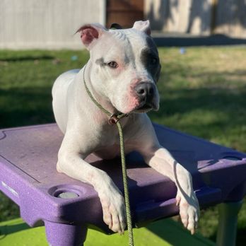 Pawfection Pet Care - Dyamond - Dog Walkers Near Me Pawfection Pet Care - Dyamond - Dog Walkers Near Me