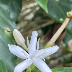 Sandra Farms - Coffee flower