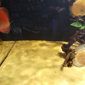 Big Kahuna Tropical Fish - Aquarium Services Near Me - Madison, Wisconsin