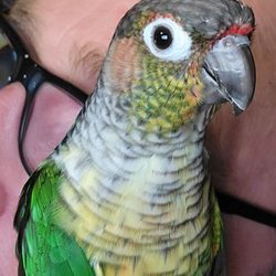 Beak sharpening is off the menu