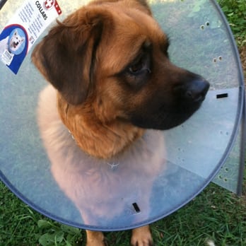 PetSmart - The cone of shame - Pet Stores Near Me - Pittsburgh, Pennsylvania PetSmart - The cone of shame - Pet Stores Near Me - Pittsburgh, Pennsylvania