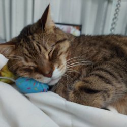 Islip Animal Hospital - Hi I'm Mr. Whiskers I used to go there a long time ago with all my siblings mommy used to take me there to see doctor young And the nice Gir