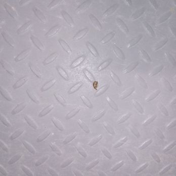 Nest Self Storage - Bugs - Self Storage Near Me - Goodyear, Arizona