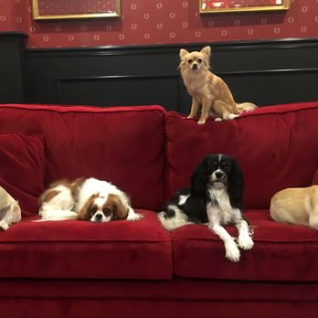 Executive Dog Lounge - Lilly, Charlie, Chester, Bella, and Goldie on the top, all relaxing after a morning of nonstop play! - Pet Sitting Near Me - Jersey City, New Jersey Executive Dog Lounge - Lilly, Charlie, Chester, Bella, and Goldie on the top, all relaxing after a morning of nonstop play! - Pet Sitting Near Me - Jersey City, New Jersey