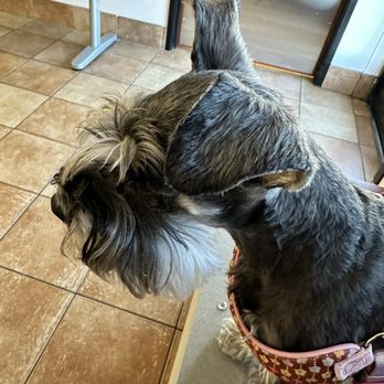 PetSmart Veterinary Services - Katy our miniature s. - Veterinarians Near Me - Dublin, California