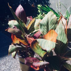 Walmart Garden Center