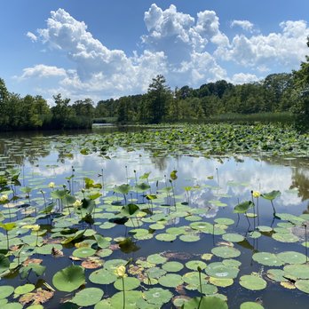 Lotus Garden Park - So pretty. - Parks Near Me - Virginia Beach, Virginia