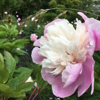 Full Bloom Farm - Love the soft colors - Guest Houses Near Me - Lummi Island, Washington