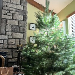 Pine Valley Ranch - Our tree, on display, at home. It's an 8-foot beauty!