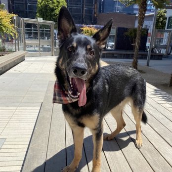 Tefani & So. Dogcare - Pet Sitting Near Me - San Francisco, California Tefani & So. Dogcare - Pet Sitting Near Me - San Francisco, California