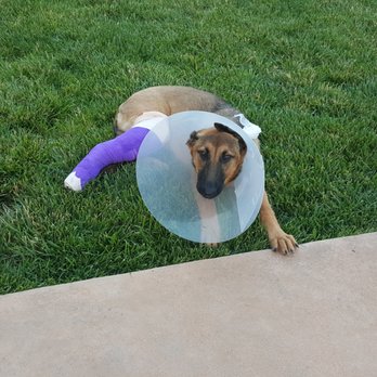 Starr Pet Resort - I stayed at Starr Pet Resort and all I got was this broken leg and a huge doctor bill. - Pet Sitting Near Me - Windsor, California Starr Pet Resort - I stayed at Starr Pet Resort and all I got was this broken leg and a huge doctor bill. - Pet Sitting Near Me - Windsor, California